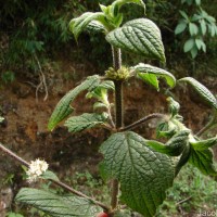 Hedyotis ceylanica N.Wikstr. & Neupane